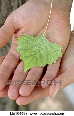 Stock Image - Caucasian woman holding small green leaf. Fotosearch