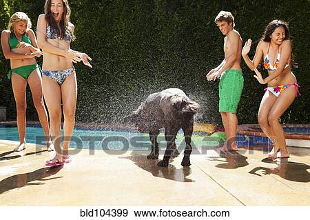Stock Photo - Dog shaking water on girls near swimming pool. Fotosearch