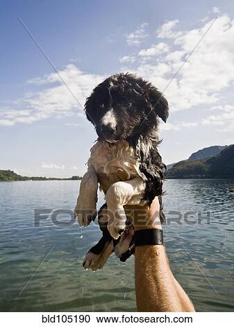 Man holding wet puppy near lake View Large Photo Image Stock Image - Man holding wet puppy near lake. Fotosearch