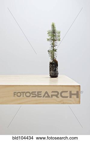 Small tree on table top View Large Photo Image Picture - Small tree on table top. Fotosearch
