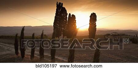 Trees and countryside at sunset View Large Photo Image Stock Photo - Trees and countryside at sunset. Fotosearch