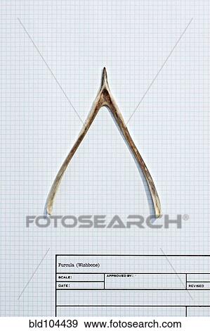Wishbone on graph paper View Large Photo Image Stock Photo - Wishbone on graph paper. Fotosearch