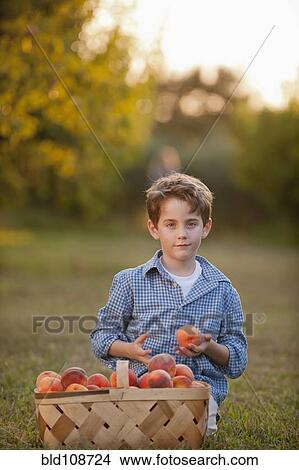 Caucasian boy picking fruit in orchard View Large Photo Image Picture - Caucasian boy picking fruit in orchard. Fotosearch
