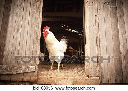 Chicken standing at door of coop View Large Photo Image Stock Photograph - Chicken standing at door of coop. Fotosearch