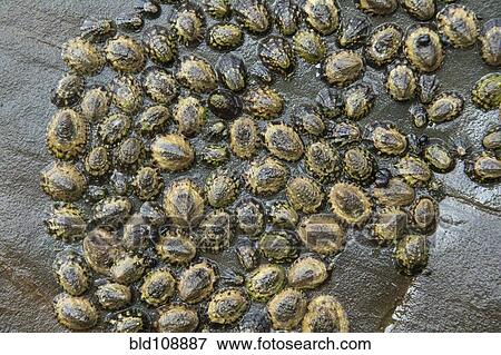 Clams stuck to rock on beach View Large Photo Image Stock Photo - Clams stuck to rock on beach. Fotosearch