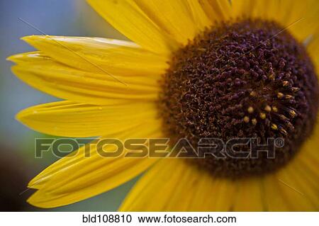 Close up of yellow flower View Large Photo Image Stock Image - Close up of yellow flower. Fotosearch