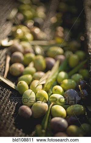 Green and black olives in basket View Large Photo Image Stock Image - Green and black olives in basket. Fotosearch