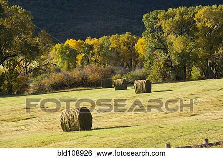 Hay bales in rural field View Large Photo Image Stock Photograph - Hay bales in rural field. Fotosearch