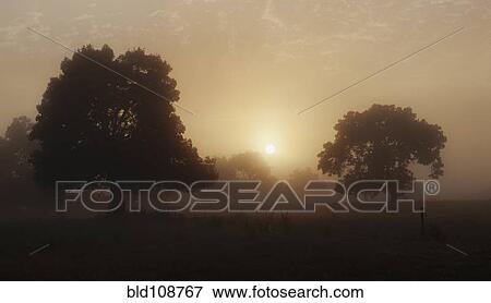 Trees in field with hazy sunshine View Large Photo Image Stock Photo - Trees in field with hazy sunshine. Fotosearch