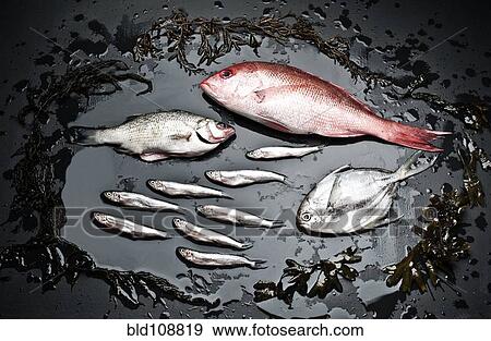 Varieties of fish on black board View Large Photo Image Stock Photo - Varieties of fish on black board. Fotosearch