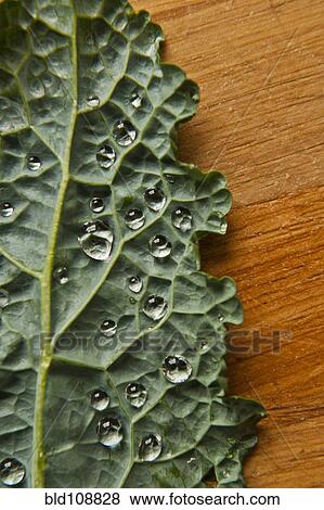 Water droplets on kale leaf View Large Photo Image Stock Photo - Water droplets on kale leaf. Fotosearch
