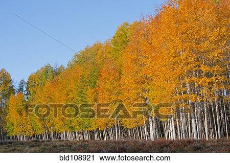 Yellow trees in rural landscape View Large Photo Image Stock Image - Yellow trees in rural landscape. Fotosearch