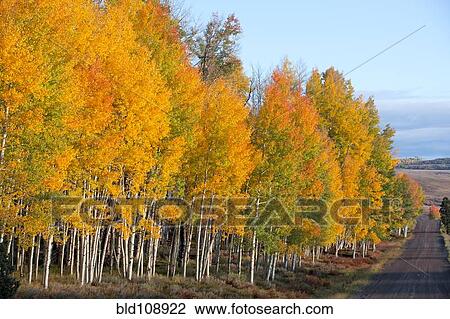 Stock Image - Yellow trees in rural landscape. Fotosearch