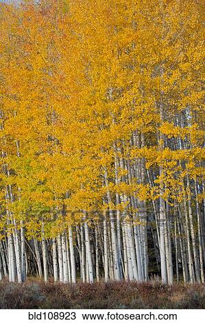 Yellow trees in rural landscape View Large Photo Image Stock Image - Yellow trees in rural landscape. Fotosearch