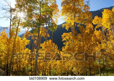 Stock Photo - Yellow trees in rural landscape. Fotosearch