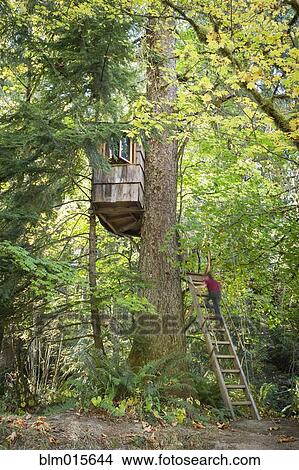 Picture - Caucasian boy climbing ladder to tree house. Fotosearch