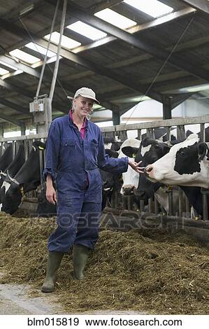 Caucasian farm worker standing with dairy cows View Large Photo Image Stock Photo - Caucasian farm worker standing with dairy cows. Fotosearch
