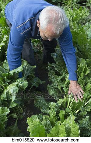 Stock Image - Caucasian farmer checking leafy vegetable. Fotosearch