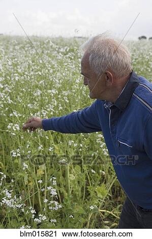 Stock Image - Caucasian farmer examining crop. Fotosearch