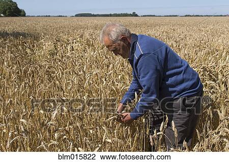 Stock Image - Caucasian farmer examining wheat crop. Fotosearch