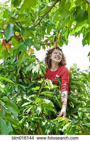 Caucasian woman in cherry tree View Large Photo Image Picture - Caucasian woman in cherry tree. Fotosearch