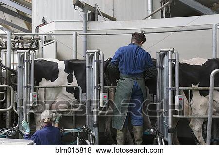 Stock Photo - Caucasian workers with milking cows. Fotosearch