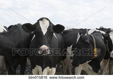 Cows with tags standing together View Large Photo Image Stock Photograph - Cows with tags standing together. Fotosearch