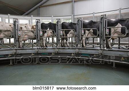 Stock Photo - Dairy cows standing together for milking. Fotosearch