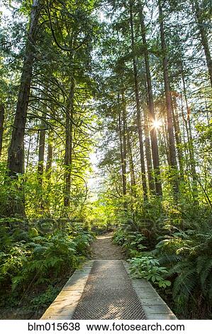 Stock Photo - Footbridge and path through forest. Fotosearch