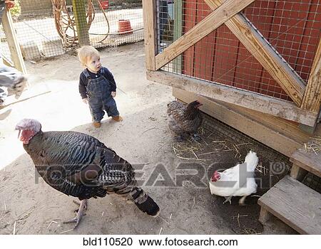Caucasian boy with chickens and turkey in barnyard View Large Photo Image Stock Image - Caucasian boy with chickens and turkey in barnyard. Fotosearch