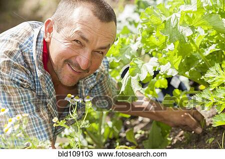 Stock Image - Hispanic man gardening outdoors. Fotosearch
