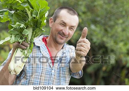 Picture - Hispanic man picking vegetables. Fotosearch