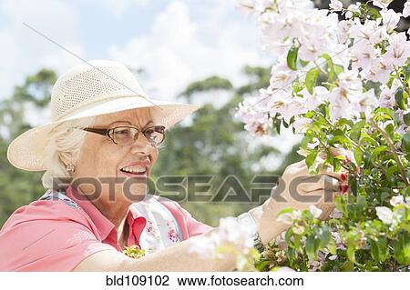 Stock Image - Hispanic woman gardening outdoors. Fotosearch