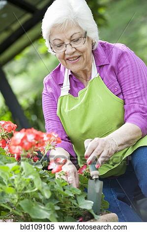 Stock Photography - Hispanic woman gardening outdoors. Fotosearch