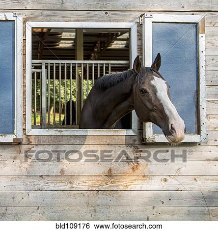 Stock Photograph - Horse peeking out of barn. Fotosearch