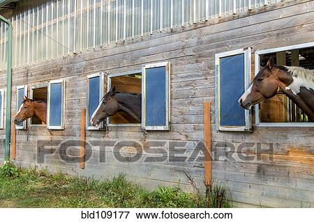 Stock Photo - Horses peeking out of barn. Fotosearch