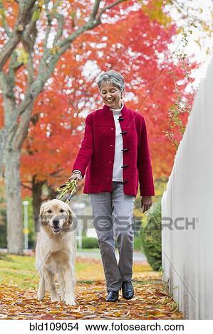 Picture - Mixed race woman walking dog. Fotosearch