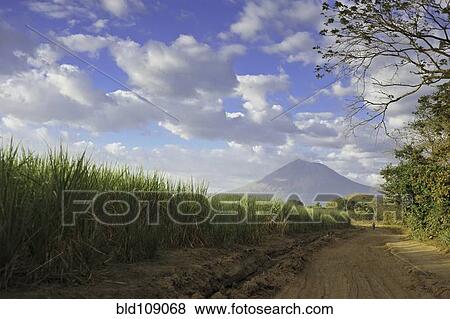 Stock Photo - Tall grass along rural dirt road. Fotosearch