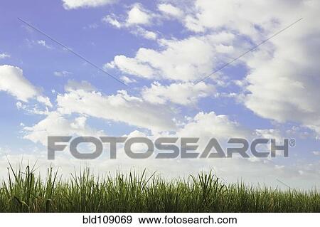 Stock Photo - Tall grass under blue sky. Fotosearch