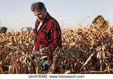 Stock Image - Hispanic farmer examining crops in field. Fotosearch