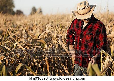 Stock Photograph - Hispanic farmer examining crops in field. Fotosearch