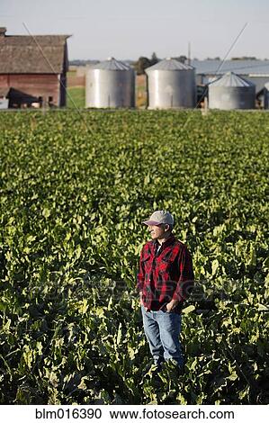Stock Image - Hispanic farmer standing in crop field. Fotosearch