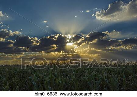 Sunset in dramatic sky over crop field View Large Photo Image Stock Photograph - Sunset in dramatic sky over crop field. Fotosearch