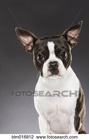 Dog sitting attentively View Large Photo Image Stock Image - Dog sitting attentively. Fotosearch