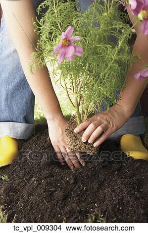 Picture - Woman planting flowers. Fotosearch