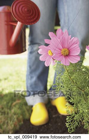 Woman watering flowers View Large Photo Image Stock Photo - Woman watering flowers. Fotosearch