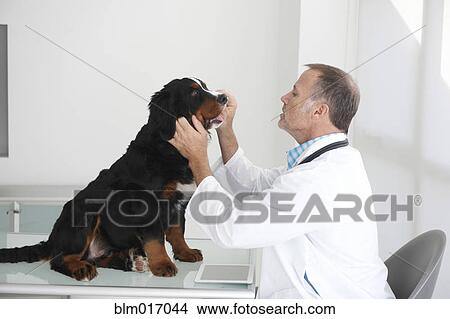 Picture - Caucasian veterinarian examining dog in office. Fotosearch