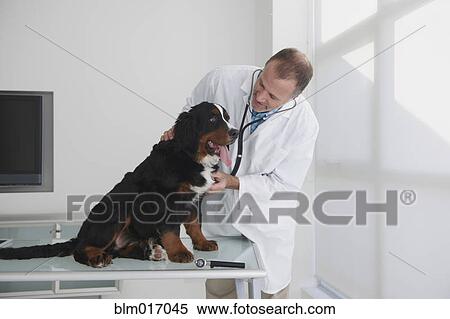Caucasian veterinarian examining dog in office View Large Photo Image Stock Photography - Caucasian veterinarian examining dog in office. Fotosearch