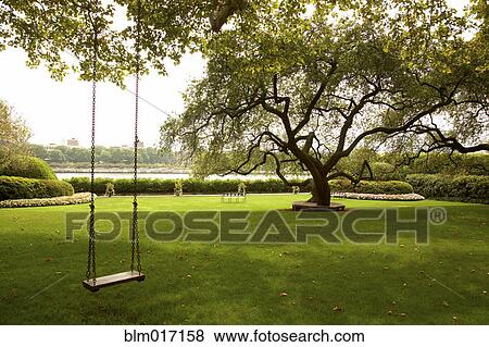 Tree swing in urban park View Large Photo Image Stock Photo - Tree swing in urban park. Fotosearch