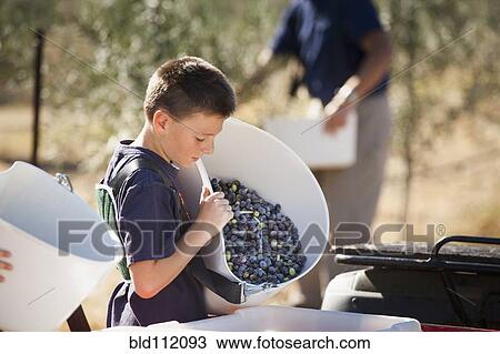 Stock Image - Caucasian boy working in olive grove. Fotosearch